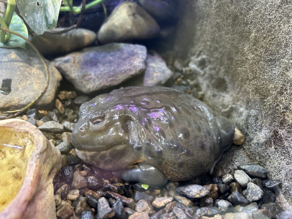 アフリカウシガエル