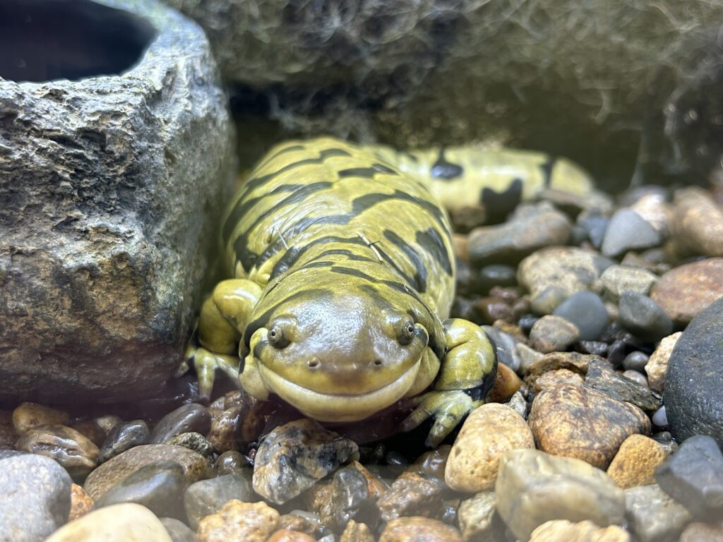 トウブタイガーサラマンダー